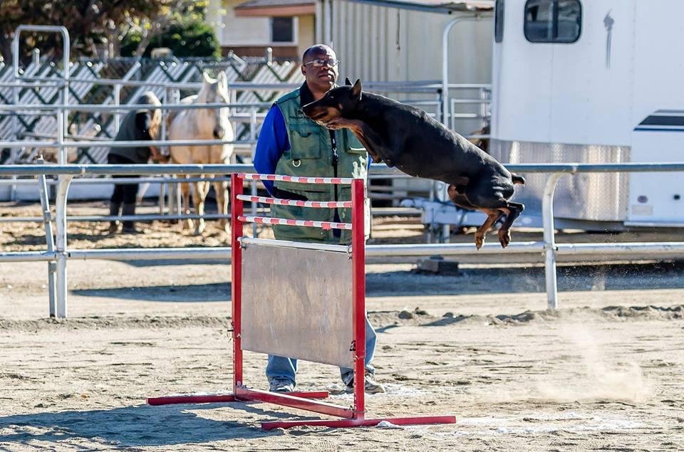 Doberman training — French Ring Sport jump