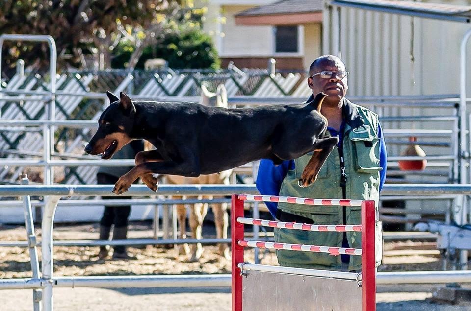 Doberman in action training with Daryl Young